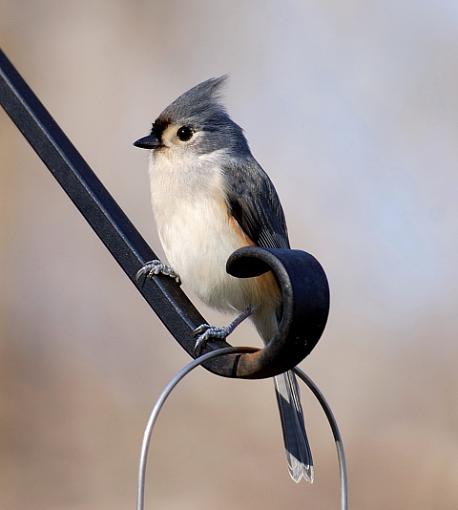 Some random backyard birds-titmouse2.jpg