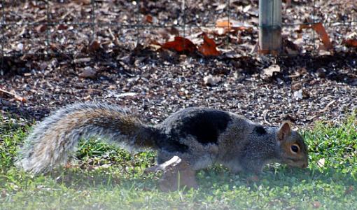 Unusual squirrel-squirrel_1.jpg