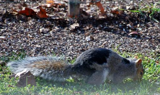 Unusual squirrel-squirrel_2.jpg