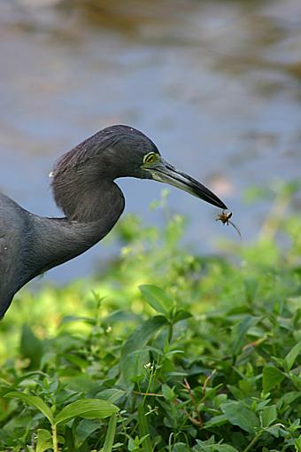 Walk in the park-heron-1.jpg