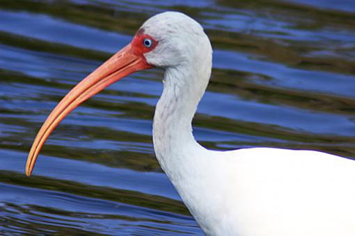 Walk in the park-ibis-1.jpg