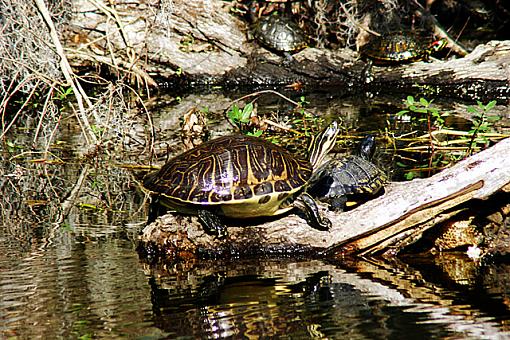 Walk in the park-cooter-1.jpg