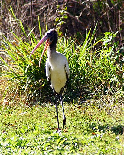 Walk in the park-wood-stork.jpg