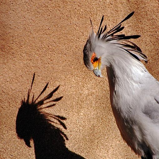 The Shadow Of My Smile-cfs-secretary-bird.jpg