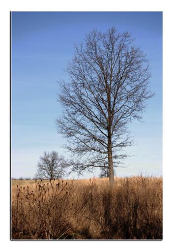 A Tree on a Long empty battlefield-soldiers-tree-1.jpg