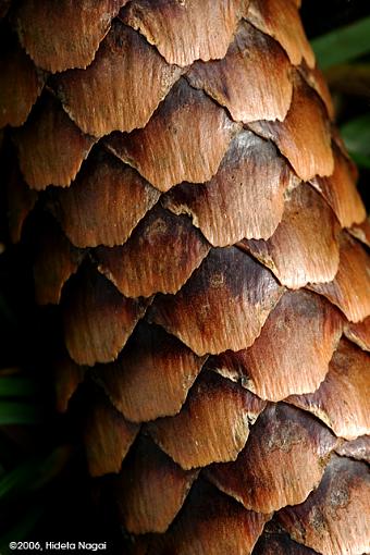 180mm Trials-pinecone.jpg