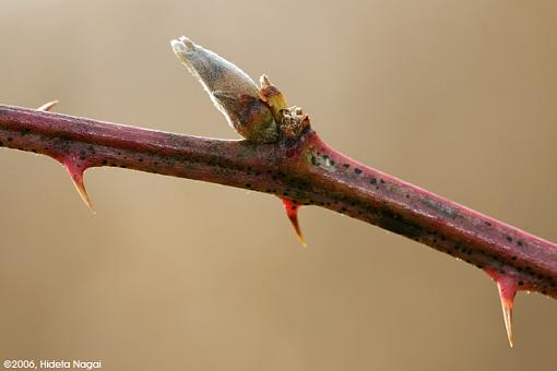 180mm Trials-thorn-bloom.jpg