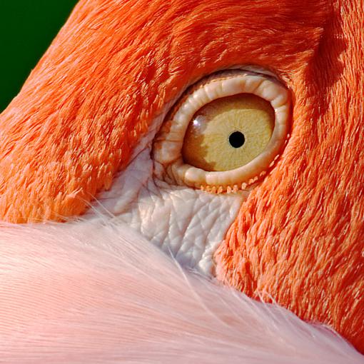 Shapes, Colors, &amp; Patterns-flamingo-close-up.jpg