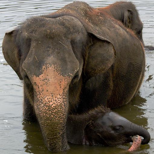 Bath time ... repost from Critique section-bath-time-3.jpg