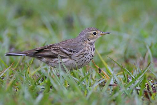 Pipits and such-_mg_5465-635.jpg