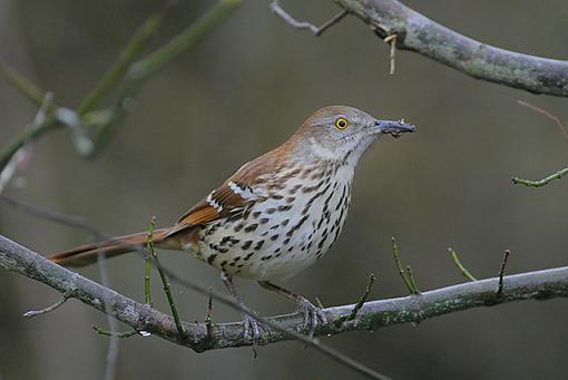 Pipits and such-_mg_5695-640.jpg