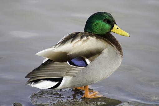 Mallard Drake in Woodstock, Ontario-mallard-drake.jpg