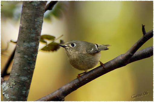 Winter 06/07 Bird ID Thread-warbler-1.jpg