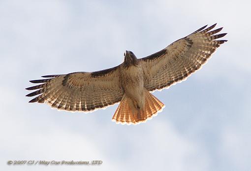 Soaring Red-Tailed Hawk-red-tail.jpg