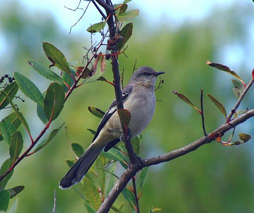 A mockingbird?-0262.jpg