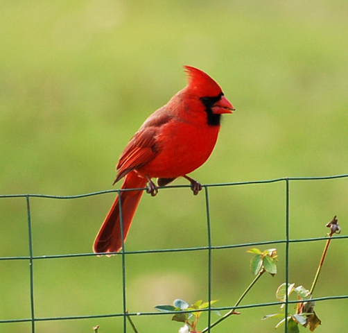 Name:  Cardinal.JPG
Views: 70
Size:  165.3 KB