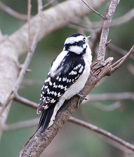 A few winter birds-woodpecker.jpg