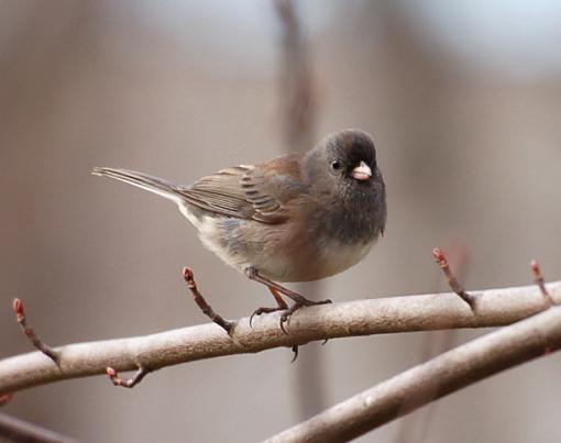 A few winter birds-junco1.jpg