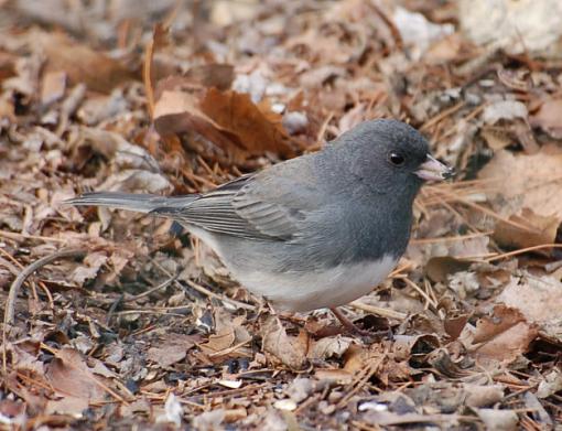 A few winter birds-junco2.jpg