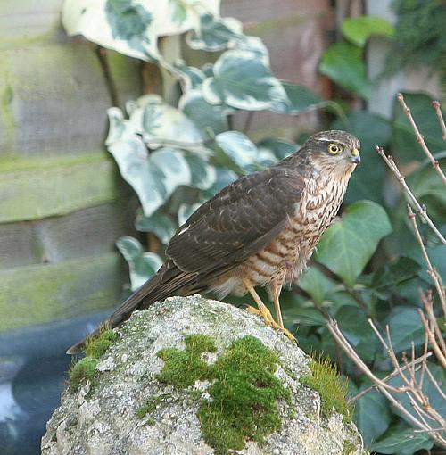 Female Sparrowhawk.-forum-1.jpg