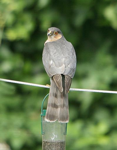 Female Sparrowhawk.-forum-1.jpg