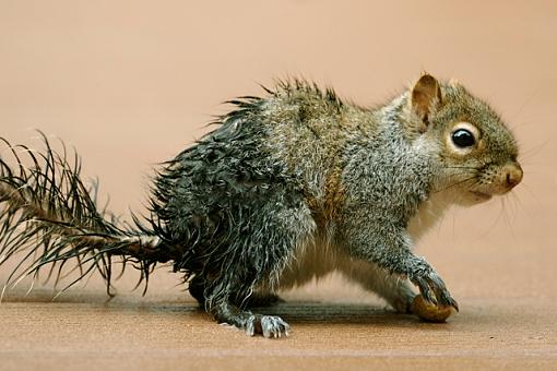 Half and Half-wet-squirrel-1.jpg