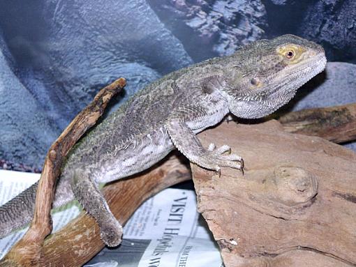 My Beardie...-lizzy-018.jpg