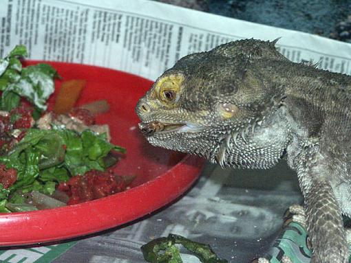 My Beardie...-lizzy-052.jpg