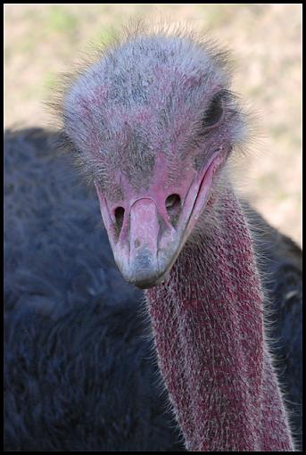 Winter 06/07 Bird ID Thread-ostrich.jpg