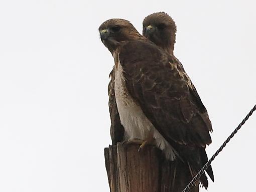 PT Barnum presents - TWO-HEADED HAWK!!!-2-headed-hawk.jpg