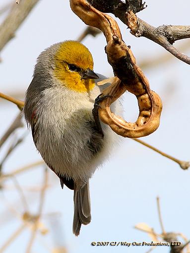 Verdin - Auriparus flaviceps-verdin_640.jpg