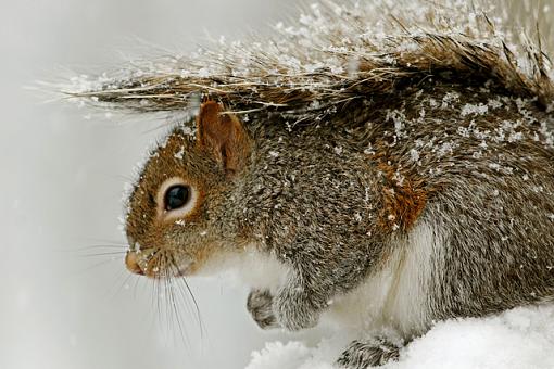 Again!  A tame one!-snow-squirrel.jpg