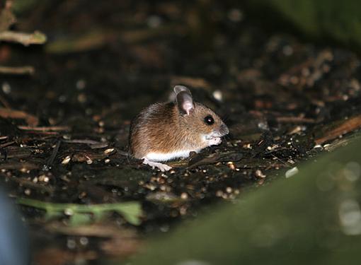 Little Mouse-forum-3.jpg