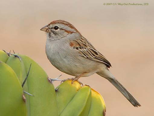 Desert Specialty! Rufous-winged Sparrow-img_3916_640px_ru-wi-sp.jpg