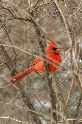 Red Bird-dsc_6843-3-640.jpg