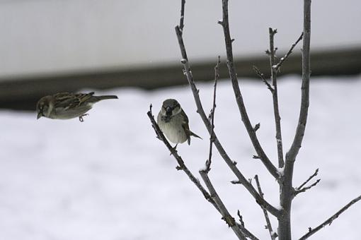 Sparrow Base Jumping-base-jumper.jpg