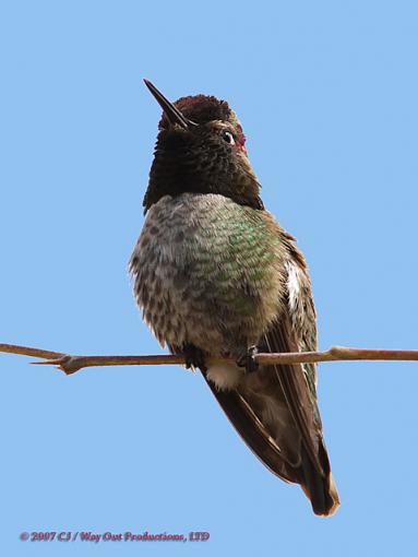 Male Anna's Hummingbird - Calypte anna-male_annas_640.jpg