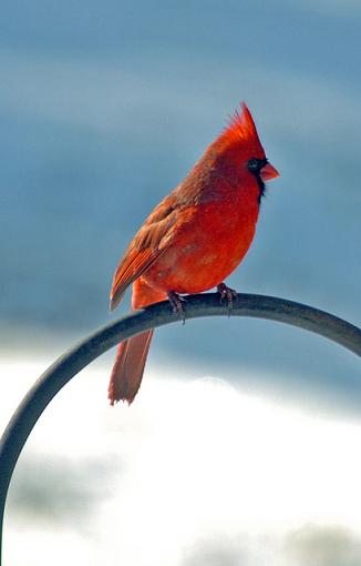 Saturday Morning in the Backyard-dsc_6966-2-640.jpg