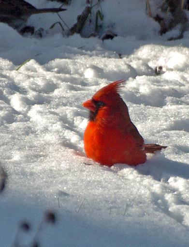 Saturday Morning in the Backyard-dsc_6941-2-640.jpg