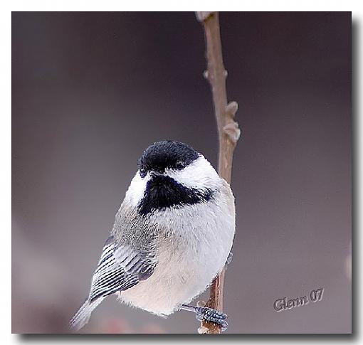 Winter 06/07 Bird ID Thread-mesange-tete-noire-1.jpg