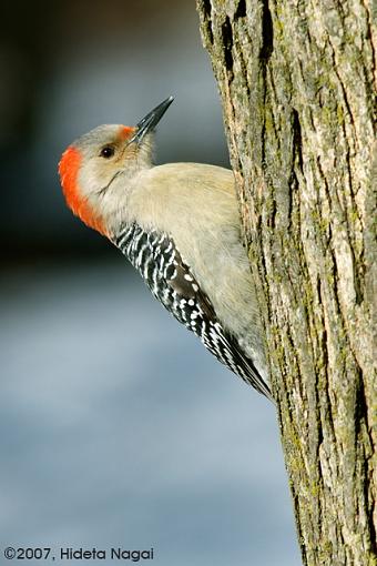 A Productive Sunday Hike-02-04-07-rb-woodpecker.jpg