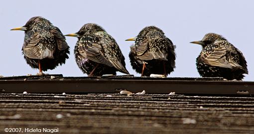 A Productive Sunday Hike-02-04-07-starling.jpg