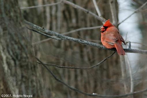 A Productive Sunday Hike-02-04-07-cardinal.jpg