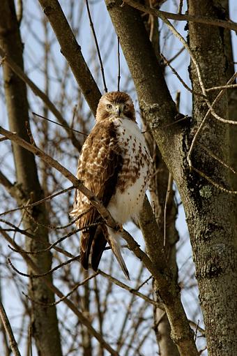 A Productive Sunday Hike-02-04-07-rt-hawk-b1.jpg