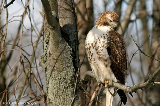 A Productive Sunday Hike-02-04-07-rt-hawk-b2.jpg