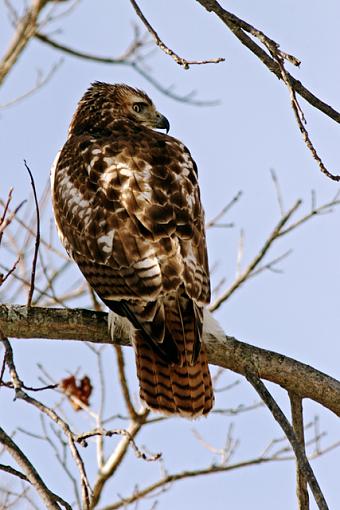 A Productive Sunday Hike-02-04-07-rt-hawk-b3.jpg