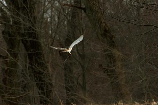 A Productive Sunday Hike-02-04-07-rt-hawk-b5.jpg