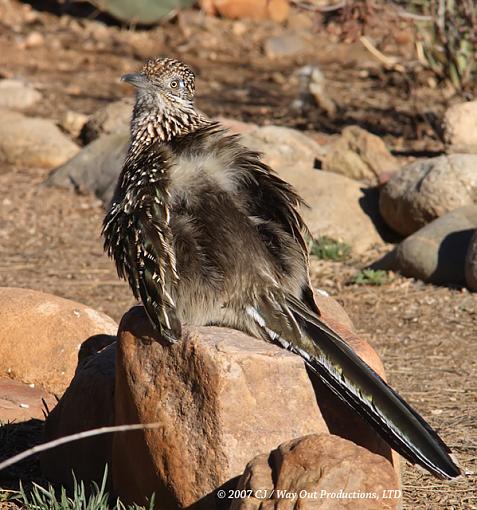 Sunbathing Roadrunner-rr_sunbath_640px.jpg