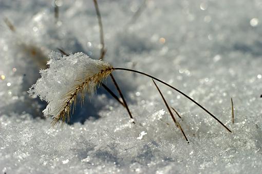 WinterScapes-02-07-07-weed.jpg