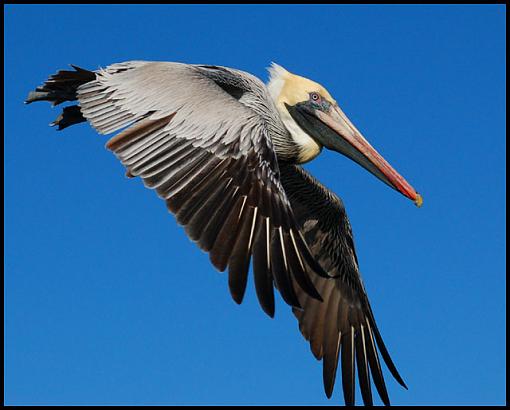 St. Simon's Island, GA-peli.jpg